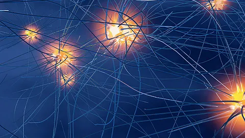 Neurons