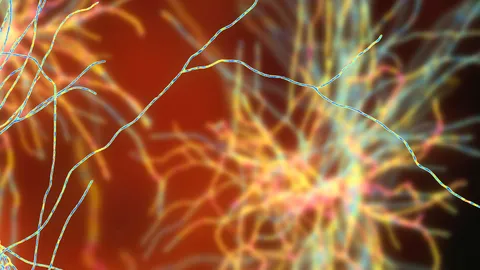 An image of neurons